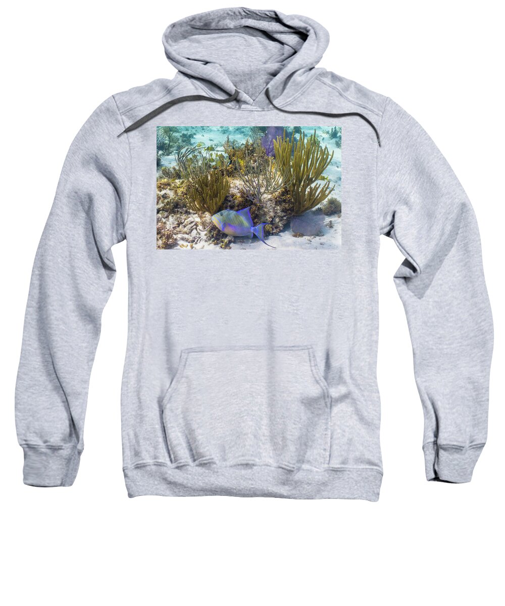 Animals Sweatshirt featuring the photograph More Royalty by Lynne Browne
