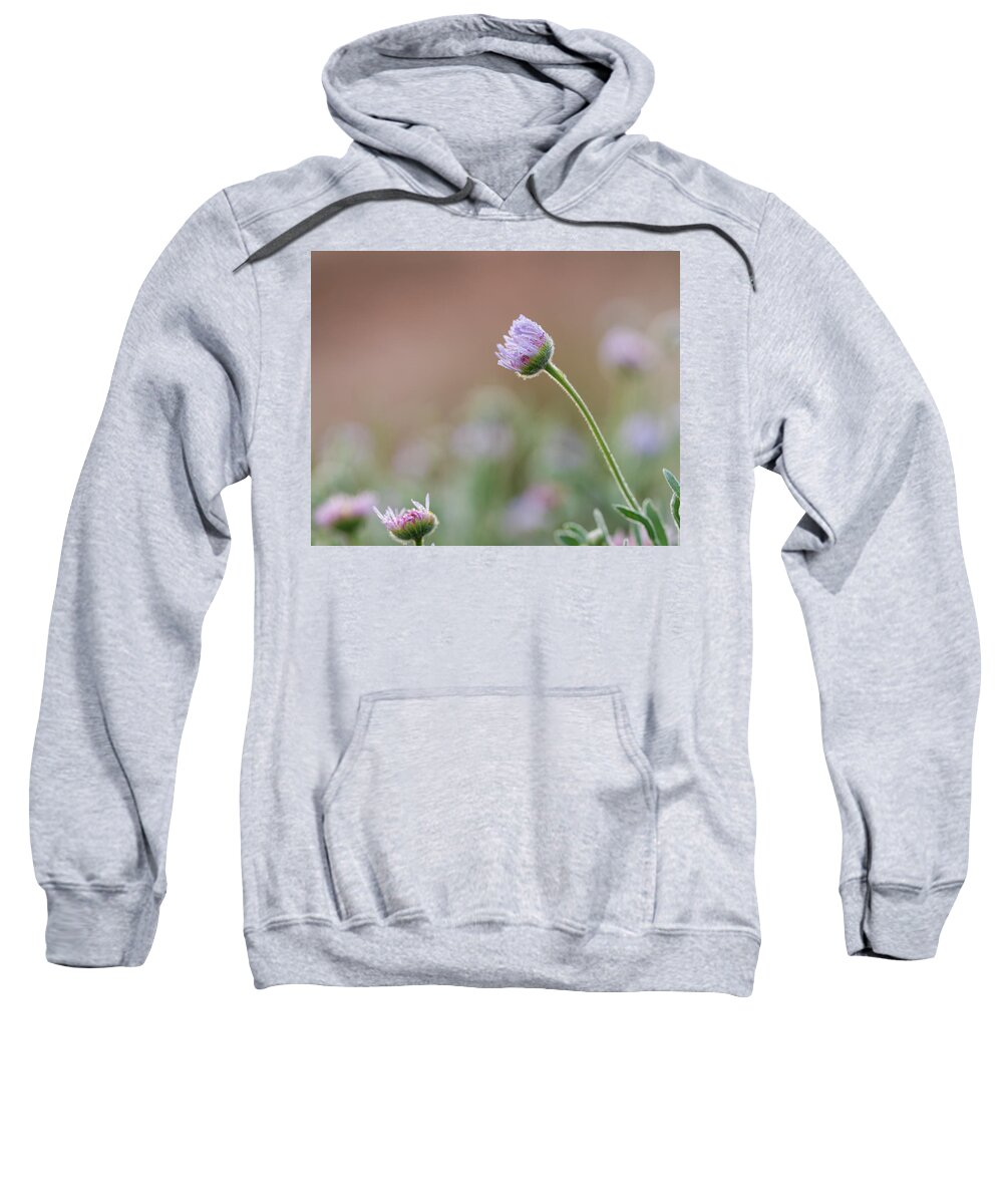 Asteraceae Sweatshirt featuring the photograph Morning Awakening by Maresa Pryor-Luzier