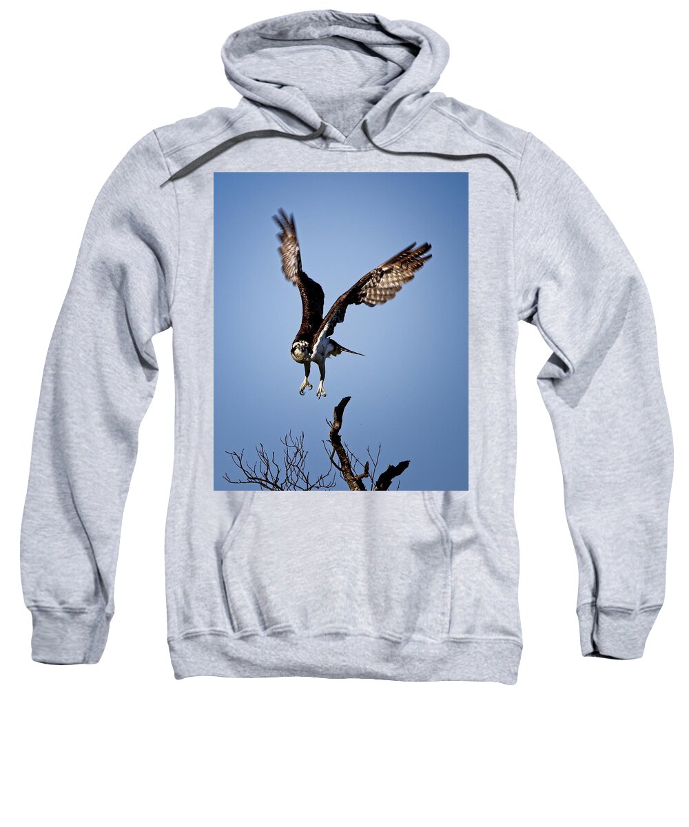 Osprey Sweatshirt featuring the photograph Osprey headed to Nest by Ronald Lutz