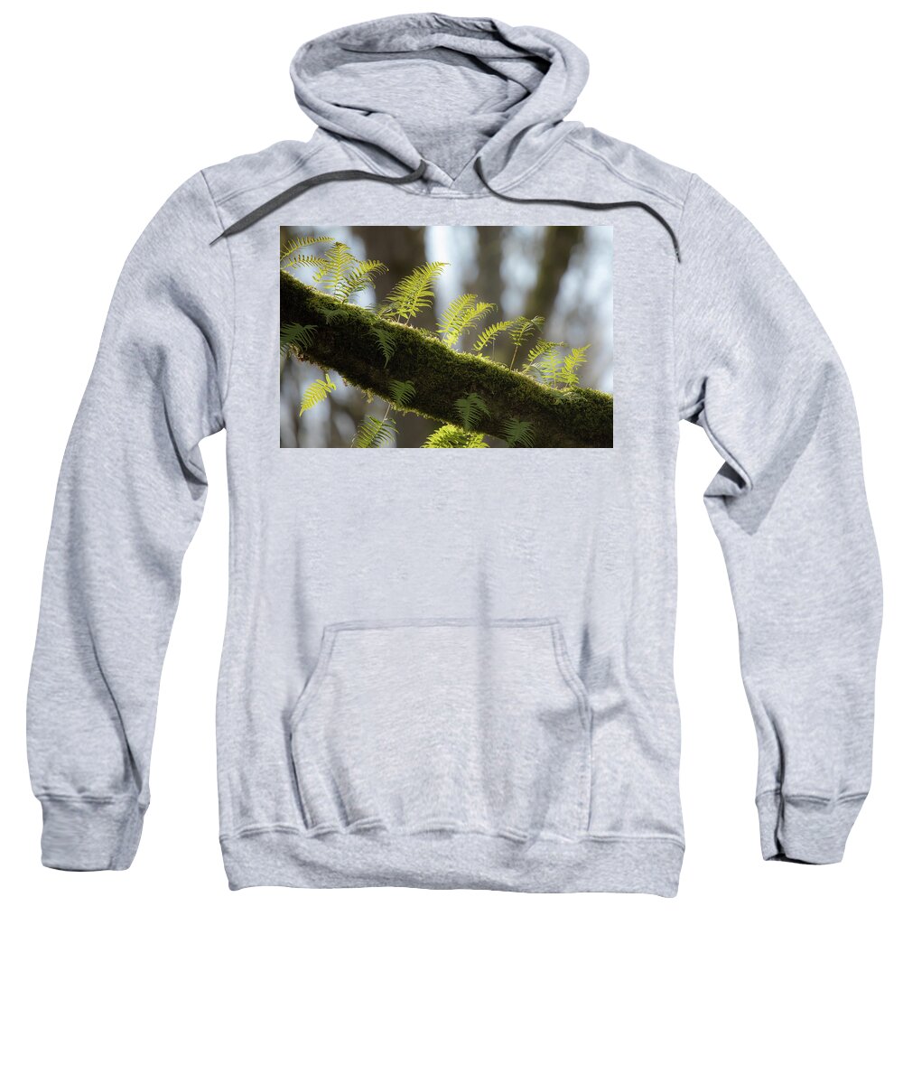 Nature Sweatshirt featuring the photograph Out on a LImb by Bob Cournoyer