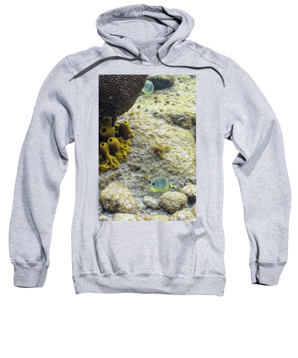 Animals Sweatshirt featuring the photograph Peek-A-Boo by Lynne Browne