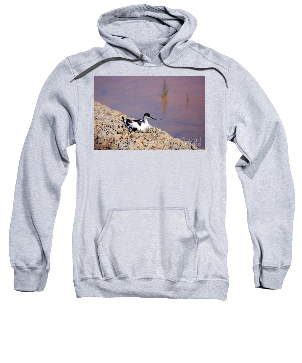Avocet Sweatshirt featuring the photograph Pied avocet . by Frederic Bourrigaud