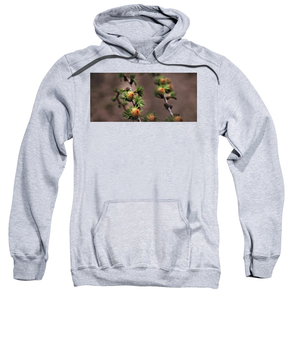 Tree Sweatshirt featuring the photograph Pine cones by M Fotograaf