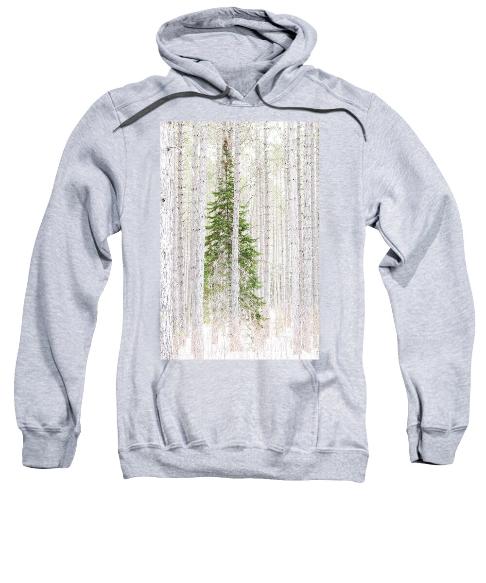 George Washington Pines Sweatshirt featuring the photograph Pine Tree Heaven by Joe Kopp