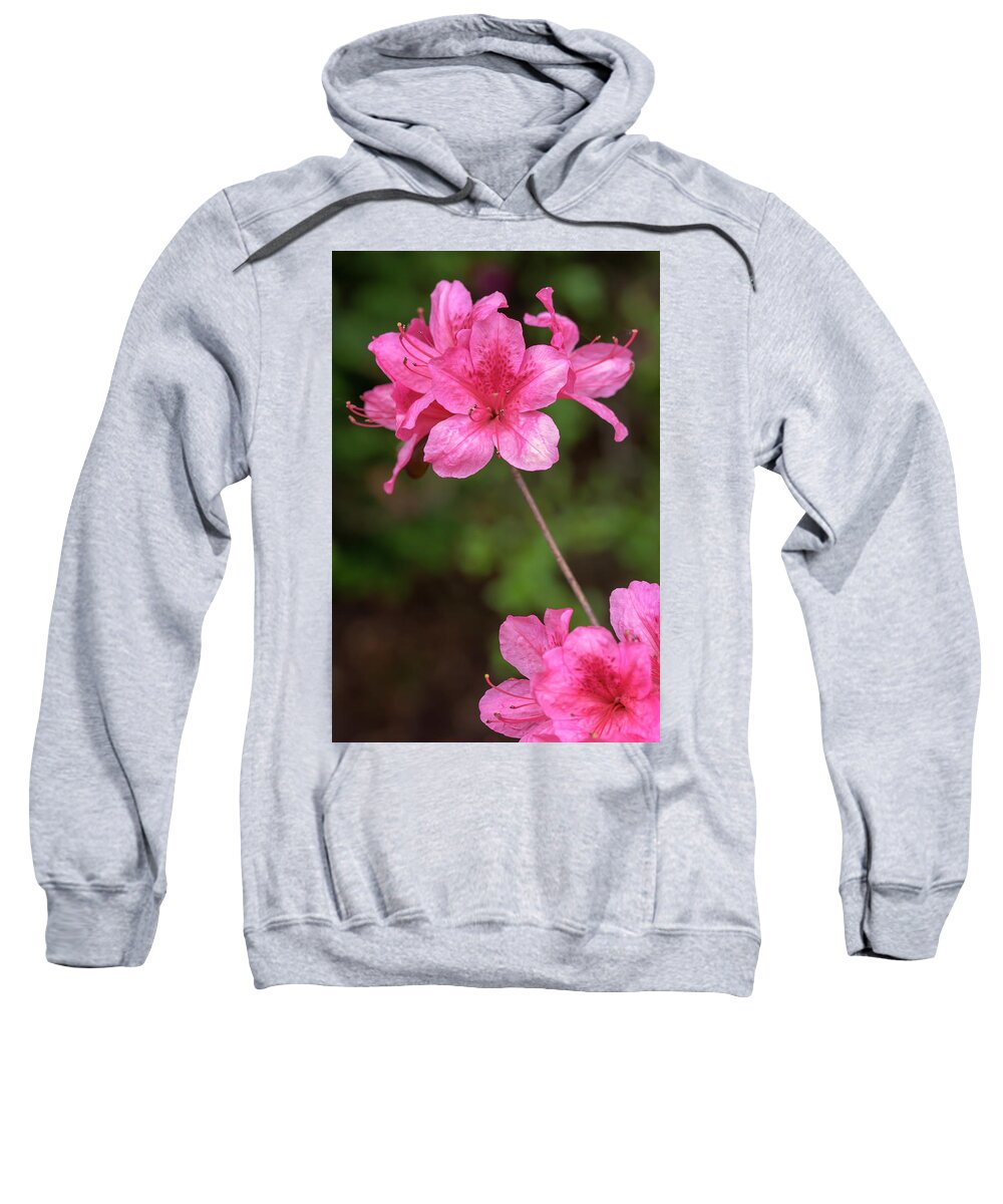 Flower Sweatshirt featuring the photograph Pink Azaleas by Dawn Cavalieri