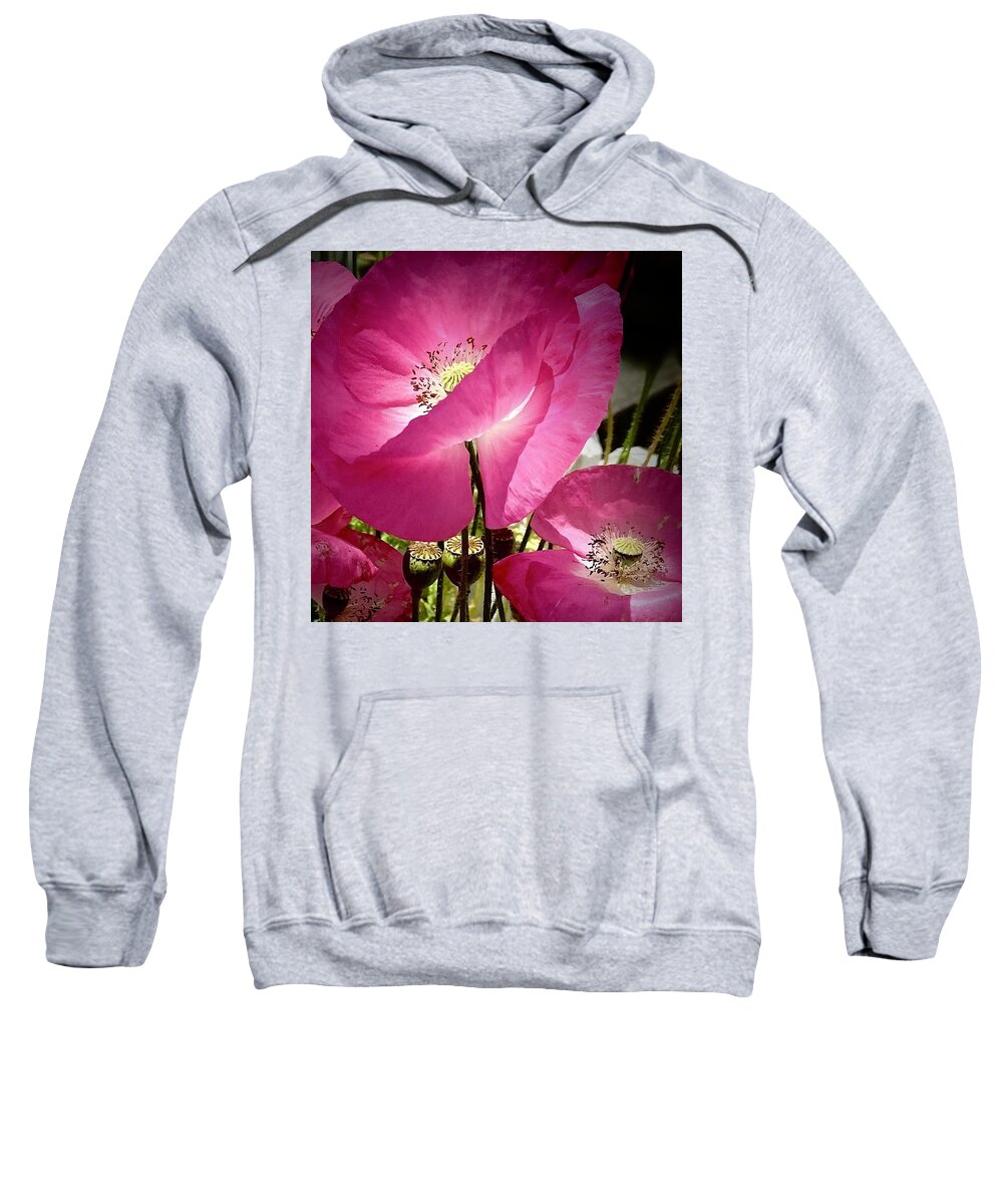 Poppies Sweatshirt featuring the photograph Pink Poppies by Daniele Smith