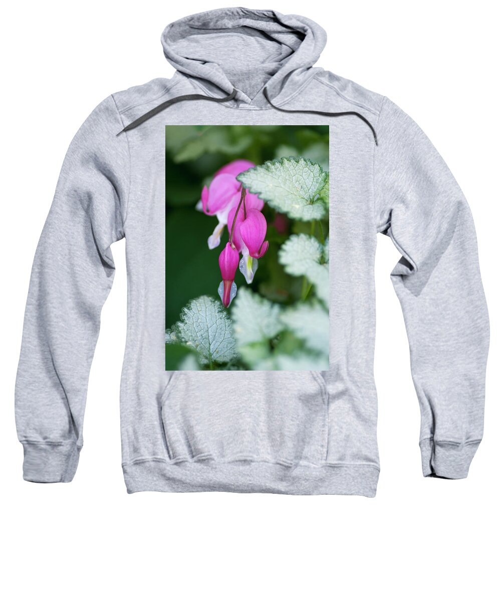 Pink Sweatshirt featuring the photograph Pink Snow On The Mountain by Pamela Dunn-Parrish