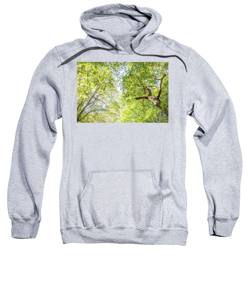 Queen's Wood Sweatshirt featuring the photograph Queen's Wood Trees Fall 4 by Edmund Peston