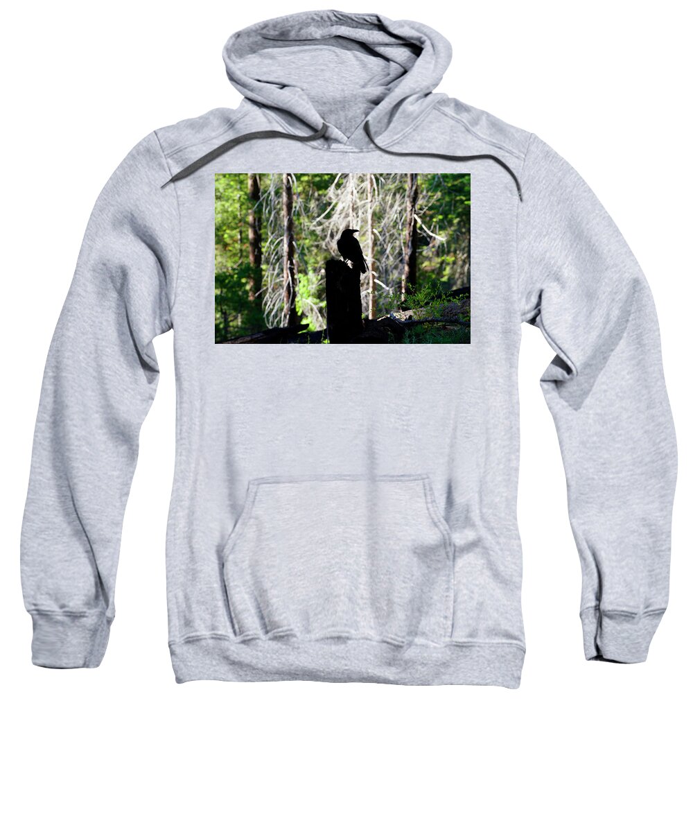 Raven Sweatshirt featuring the photograph Raven in Sequoia Forest by Rick Wilking