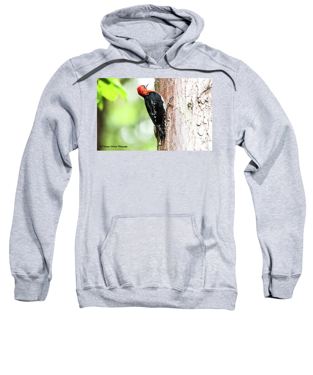 Woodpecker Sweatshirt featuring the photograph Red-breasted sapsucker by Tahmina Watson