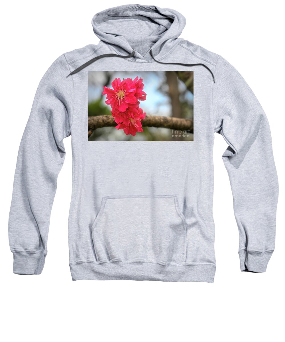 Springtime Sweatshirt featuring the photograph Red Cherry Blossoms by Diana Mary Sharpton
