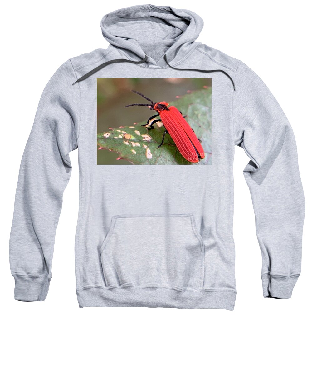 Insect Sweatshirt featuring the photograph Red Net Winged Beetle by Catherine Wilson