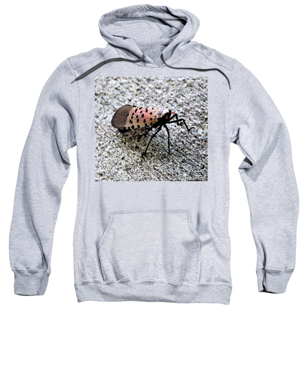 Insects Sweatshirt featuring the photograph Red Spotted Lanternfly Closeup by Linda Stern