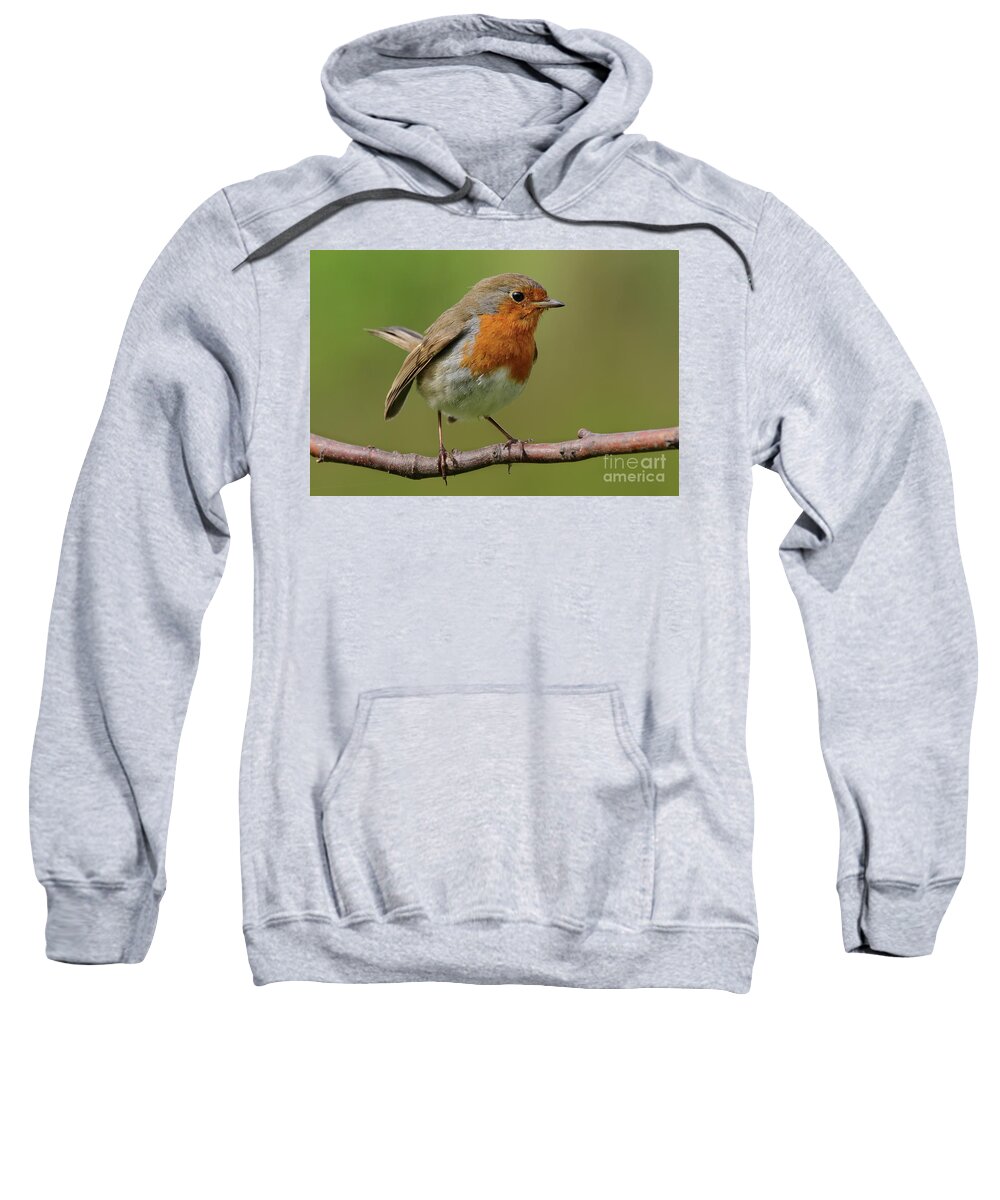 Birds Nature Robin Garden Photography Redbrest Prints Sweatshirt featuring the photograph Robin by Peter Skelton