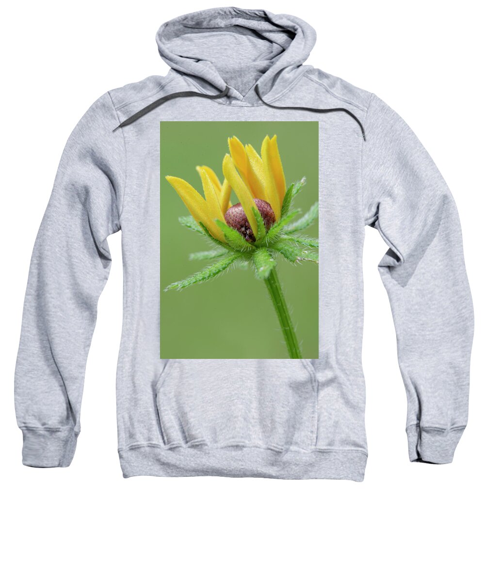 Bloom Sweatshirt featuring the photograph Rudbekia Opening by Karen Rispin