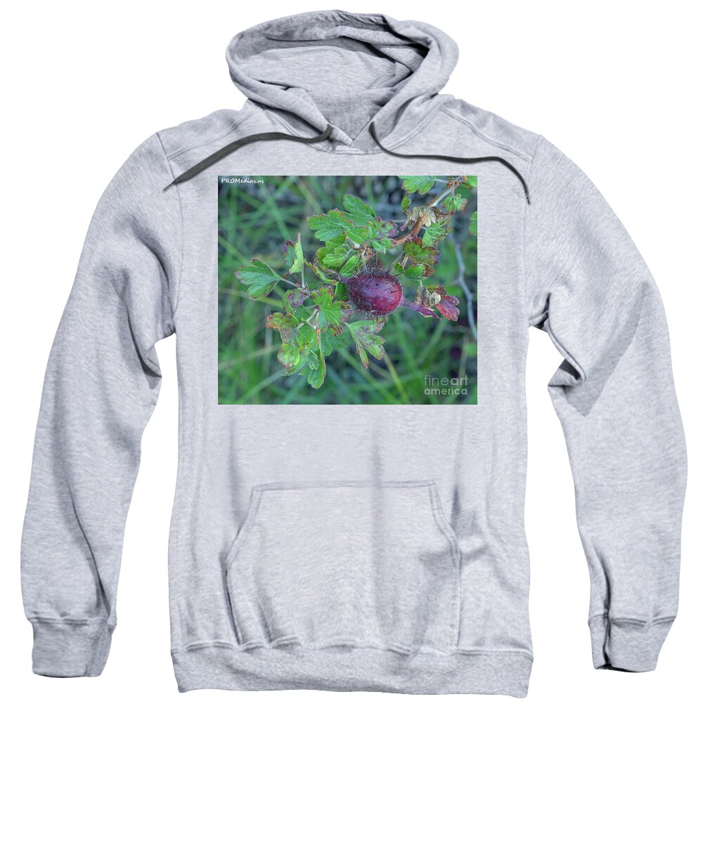 Nature Sweatshirt featuring the photograph sierra gooseberry, El Dorado National Forest, California, U.S.A. by PROMedias US