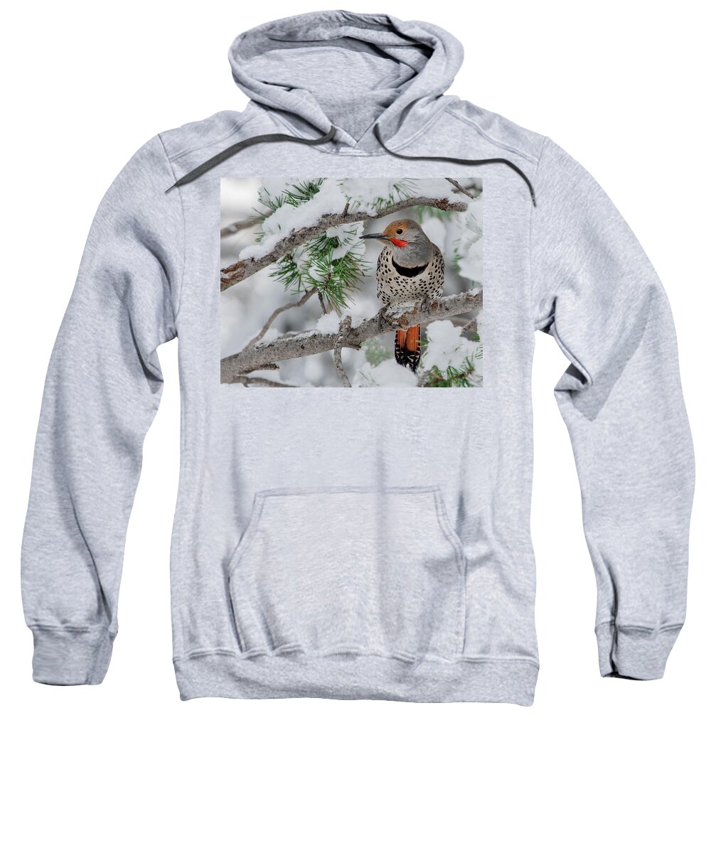 Birds Sweatshirt featuring the photograph Snowy Flicker by Dawn Key