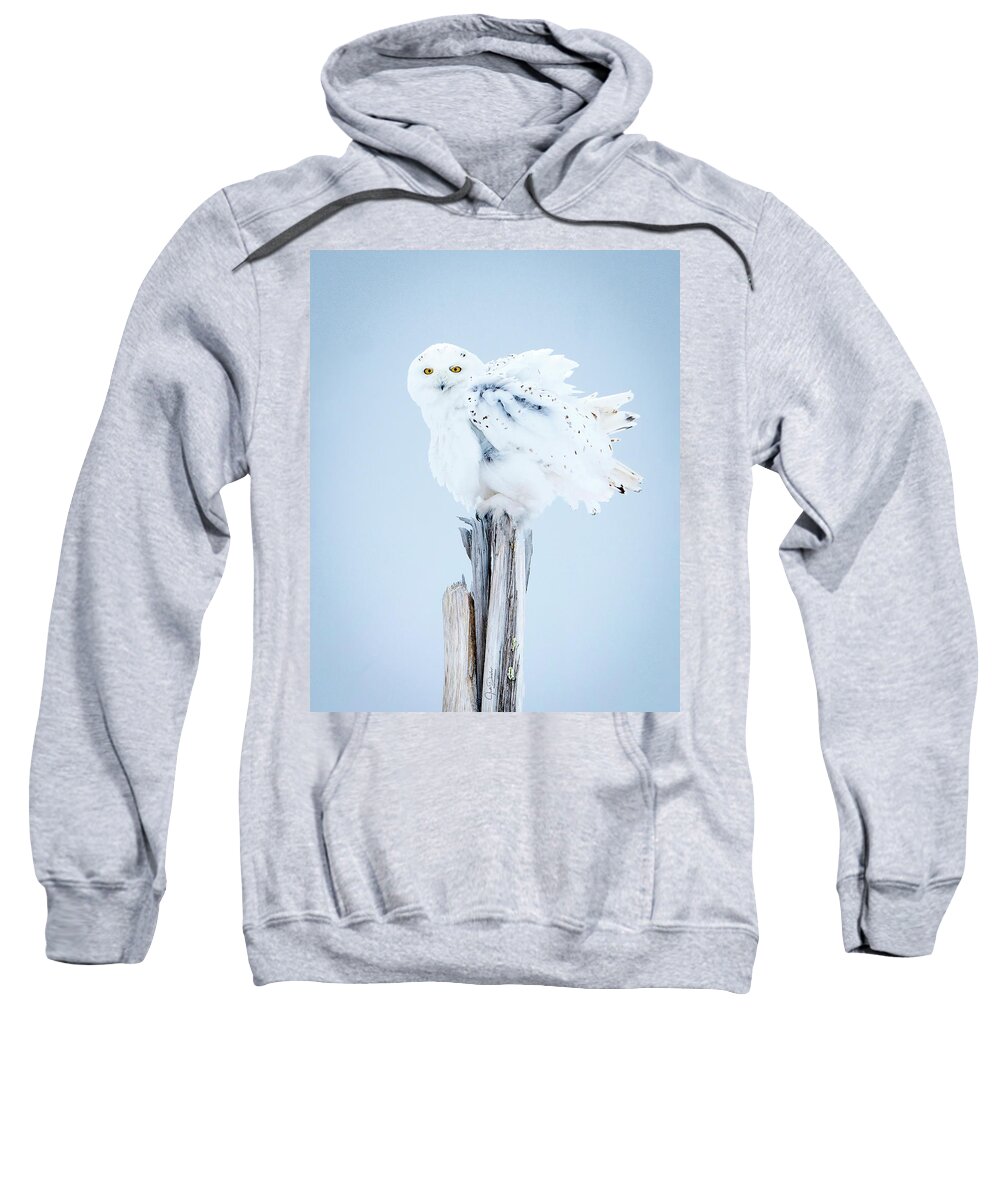 Snowy Owl Sweatshirt featuring the photograph Snowy Owl Feather Shake by Judi Dressler