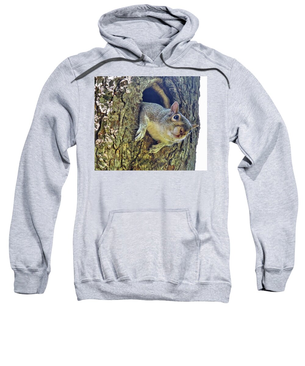 Eastern Gray Squirrel Sweatshirt featuring the photograph Sorry, this Hollow needs cleaning up by Lyuba Filatova