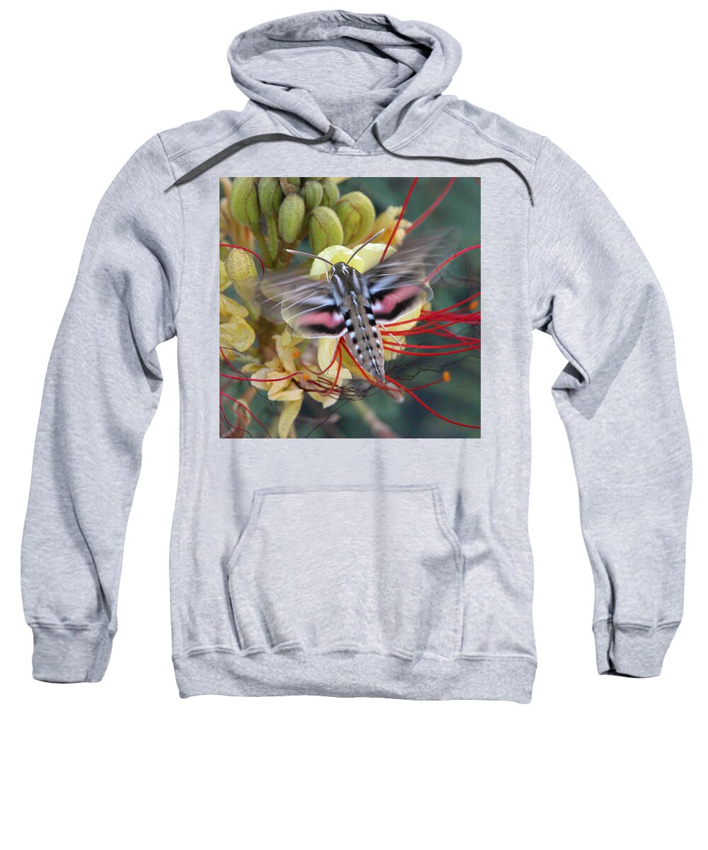 Sphinx Moth Sweatshirt featuring the photograph Sphinx Moth by Perry Hoffman