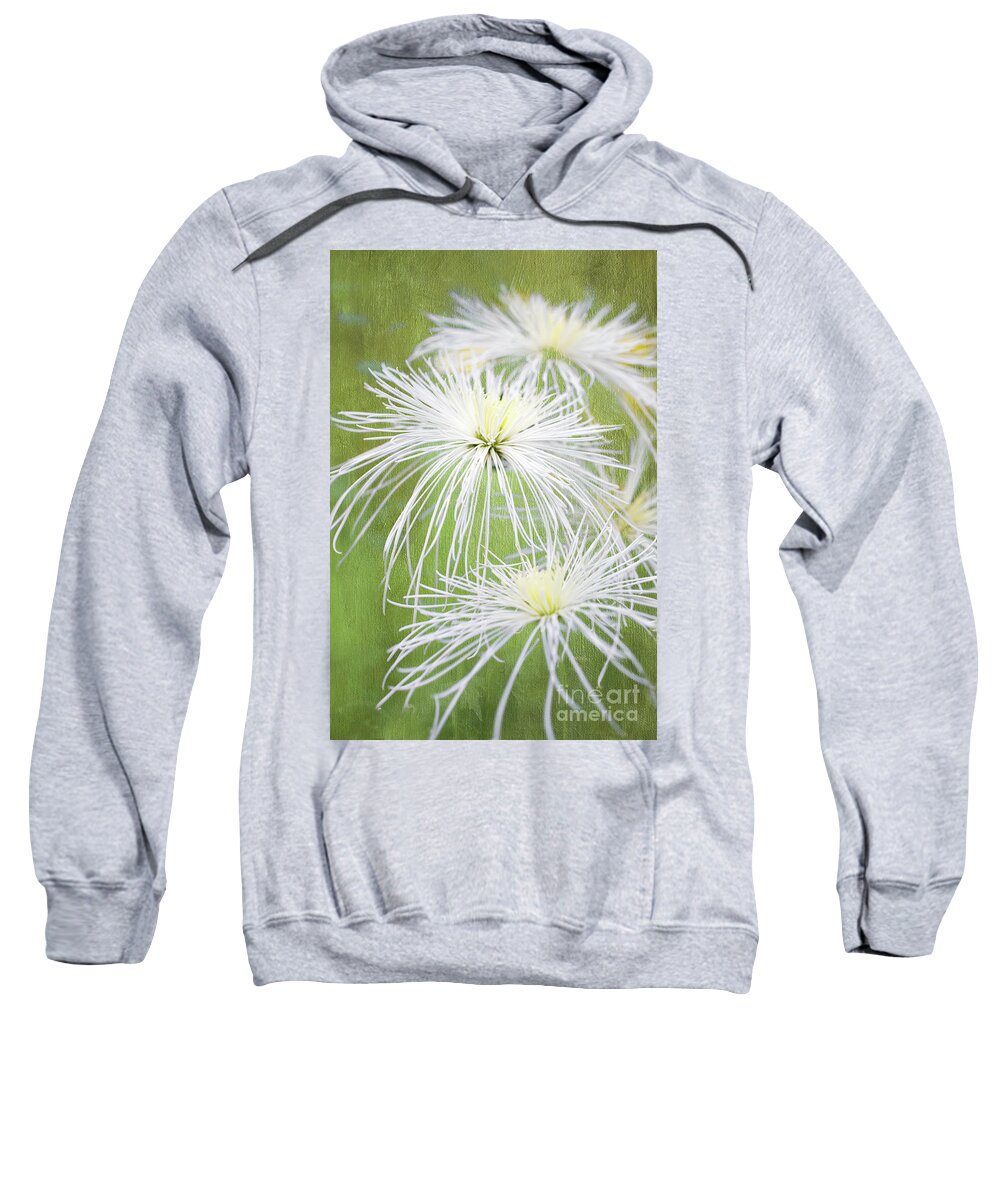 Chrysanthemums Sweatshirt featuring the photograph Spider Mums by Marilyn Cornwell