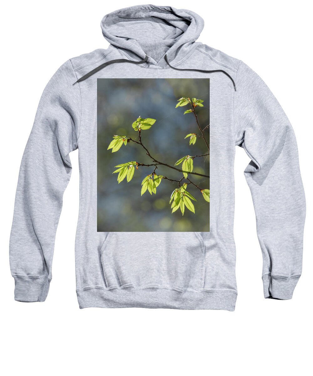 Spring Sweatshirt featuring the photograph Spring Elm Leaves by Karen Rispin