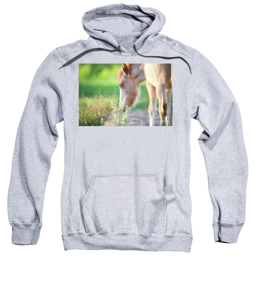 Cute Foal Sweatshirt featuring the photograph Stop to Smell the Flowers by Shannon Hastings
