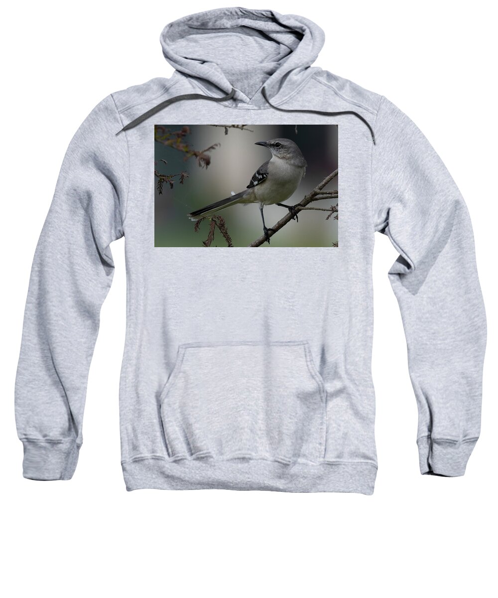 Northern Mockingbird Sweatshirt featuring the photograph Strike a Pose by RD Allen