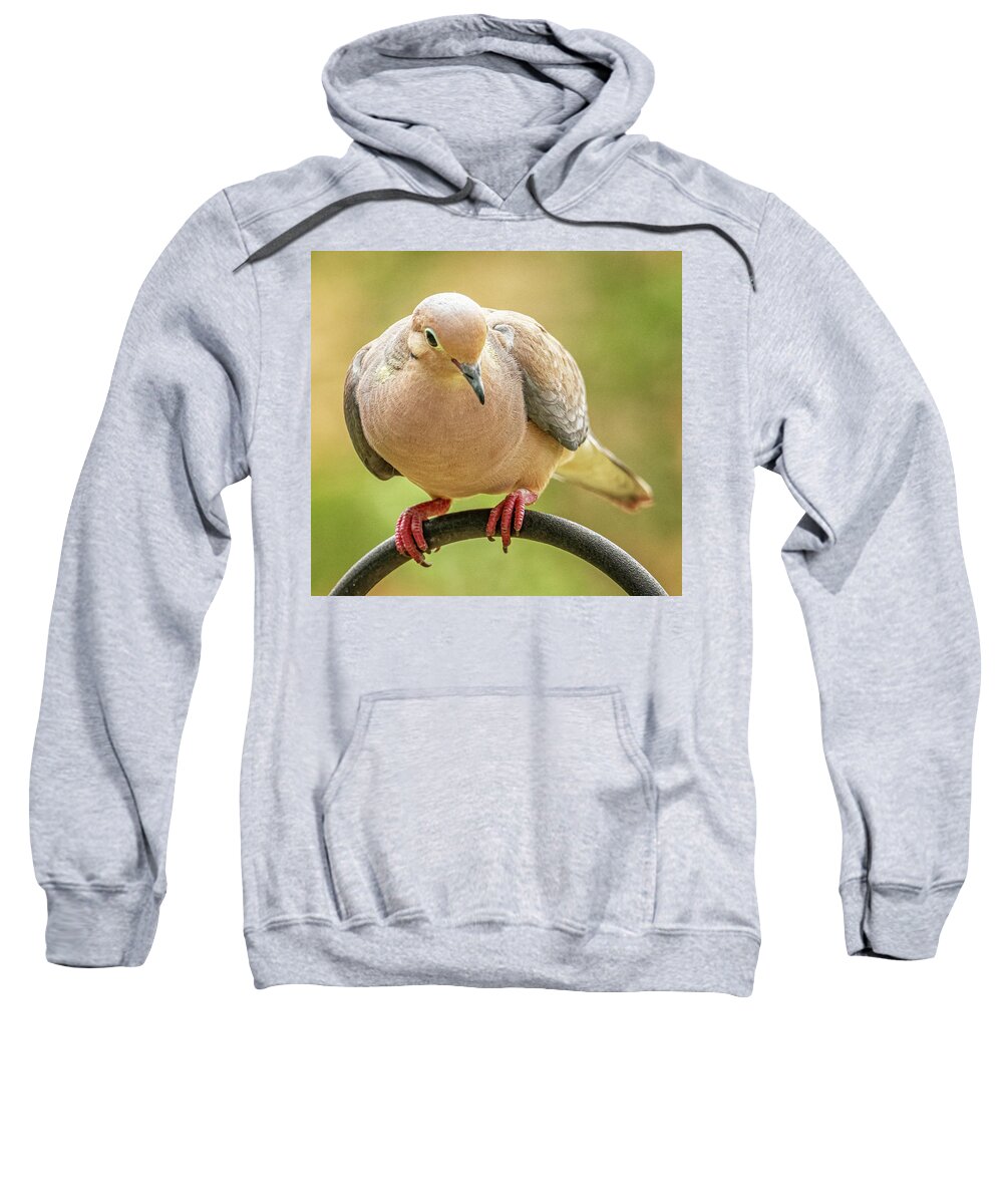 July 2022 Sweatshirt featuring the photograph Summer Mourning Dove by Jim Moore
