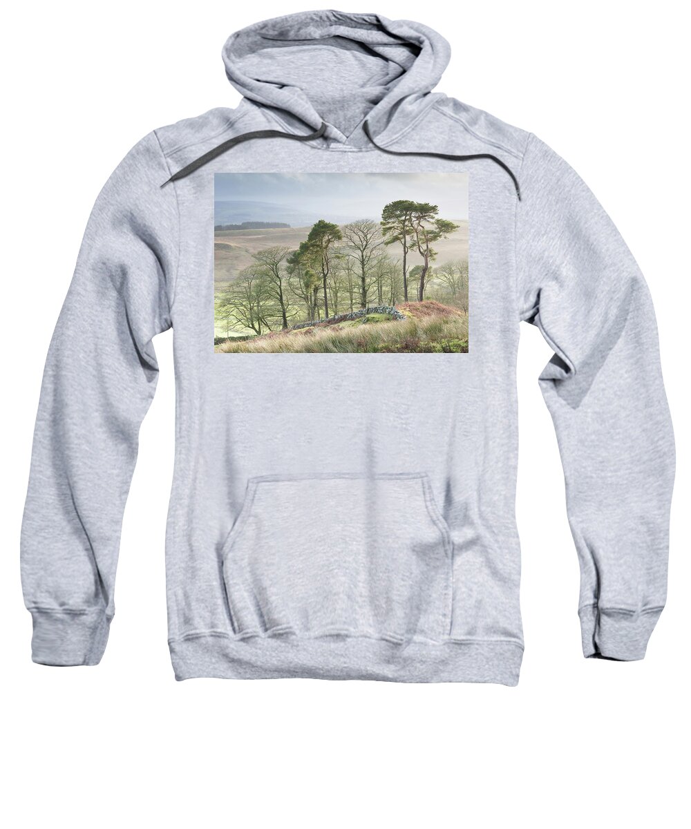 Stand Of Trees Sweatshirt featuring the photograph Take a Stand by Anita Nicholson