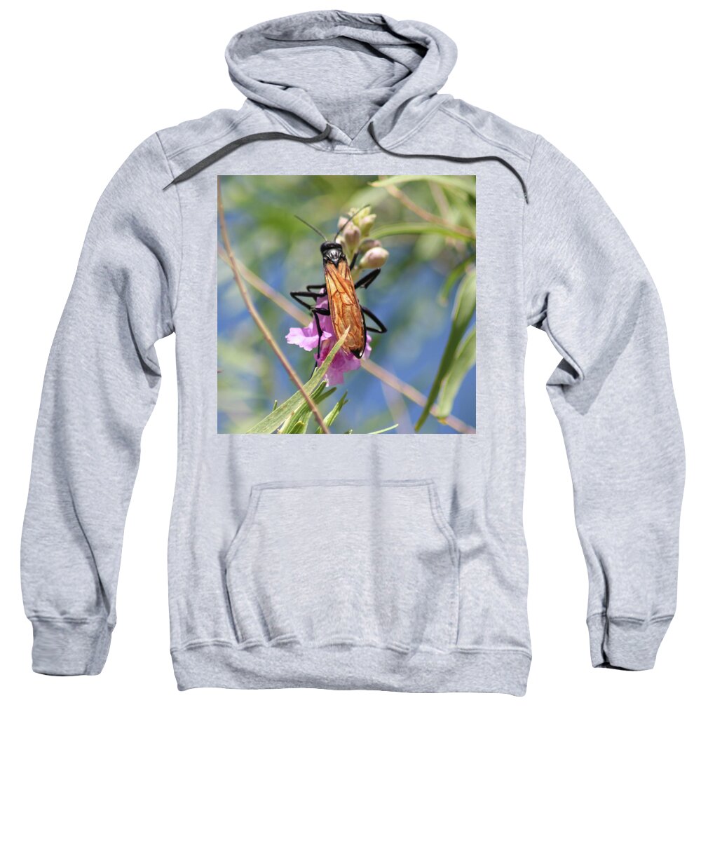 Tarantula Hawk Wasp Sweatshirt featuring the photograph Tarantual HAwk Wasp by Perry Hoffman