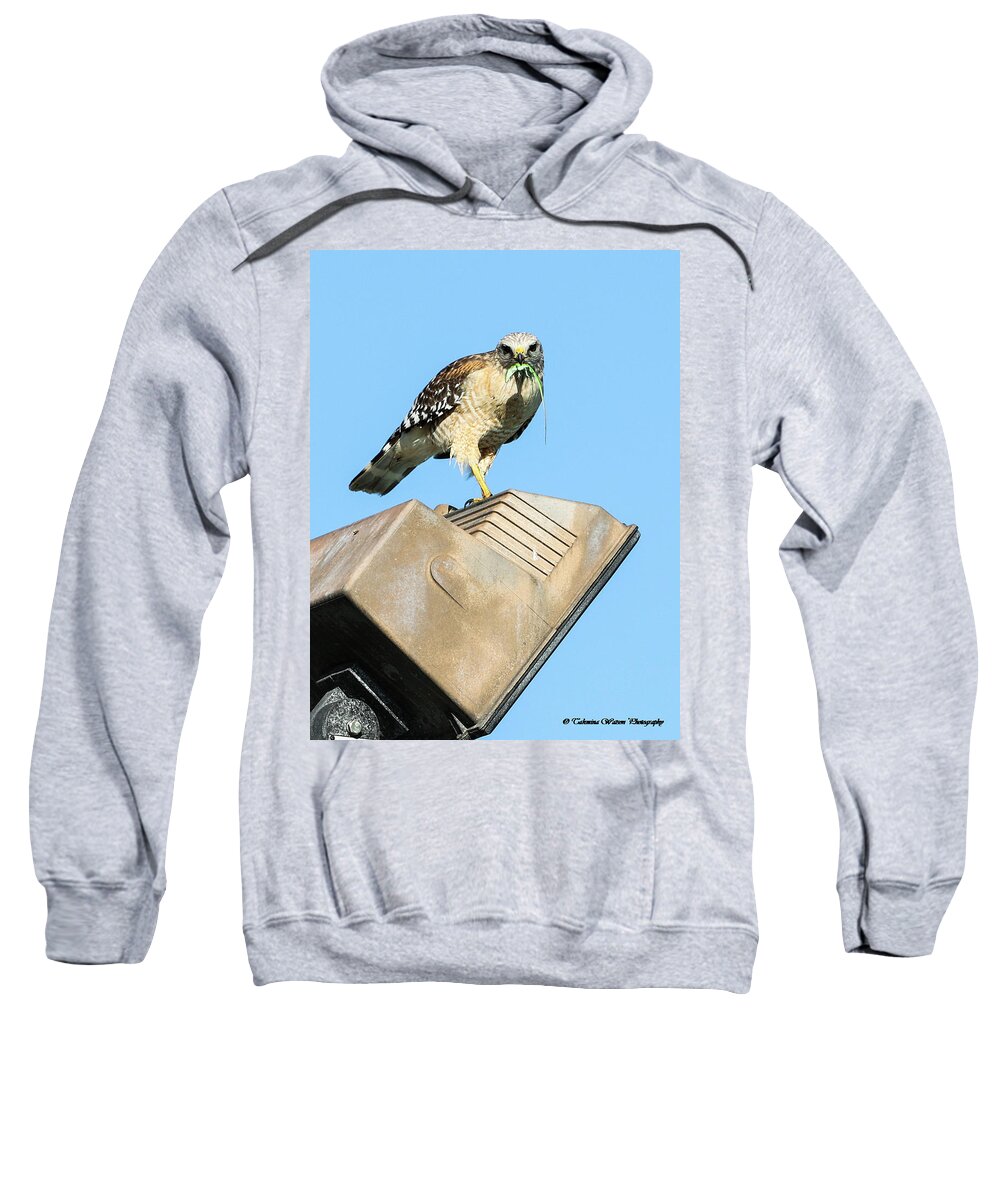 Hawk Sweatshirt featuring the photograph The Hungry Hawk by Tahmina Watson