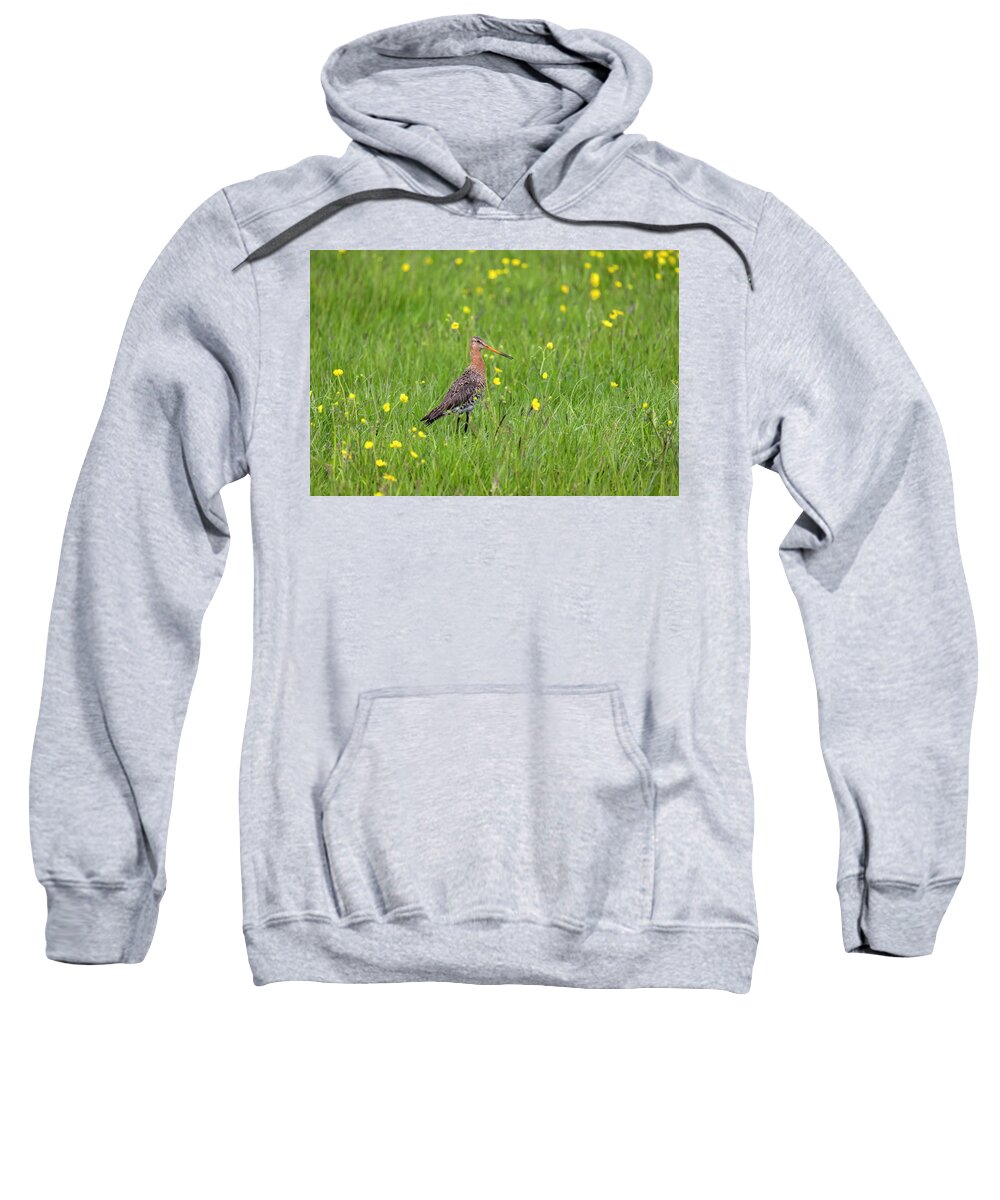 Nature Sweatshirt featuring the photograph The Meadow Bird The Godwit by MPhotographer