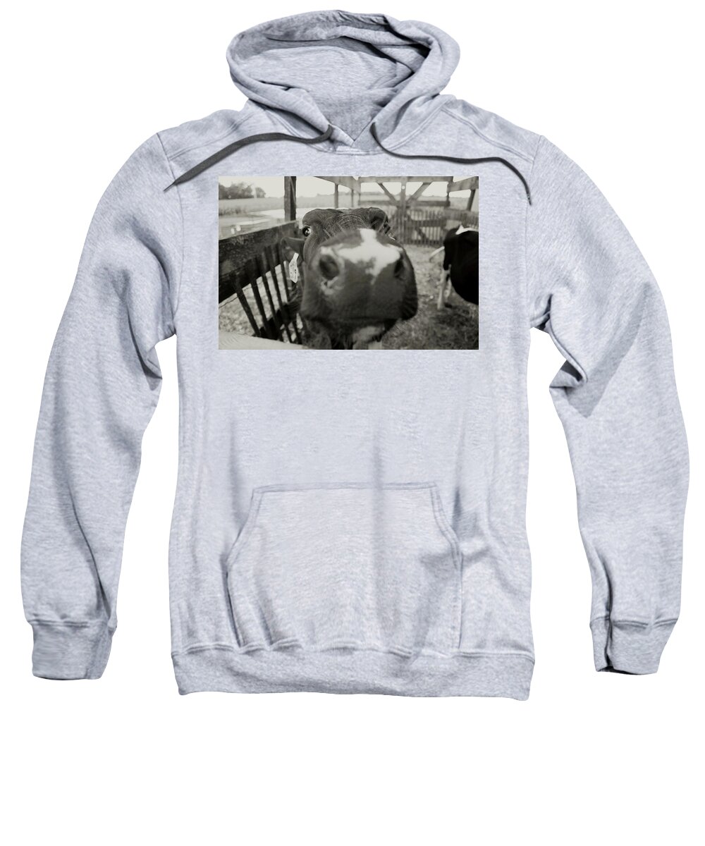 Carrie Ann Grippo-pike Sweatshirt featuring the photograph Udderly Too Cute by Carrie Ann Grippo-Pike