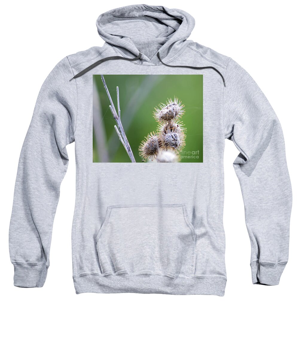 Macro Photography Sweatshirt featuring the photograph Very Prickly by Marc Champagne