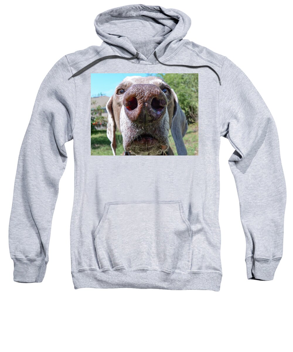 Weimaraner Sweatshirt featuring the photograph Violet's Nose by Cherie Bosela