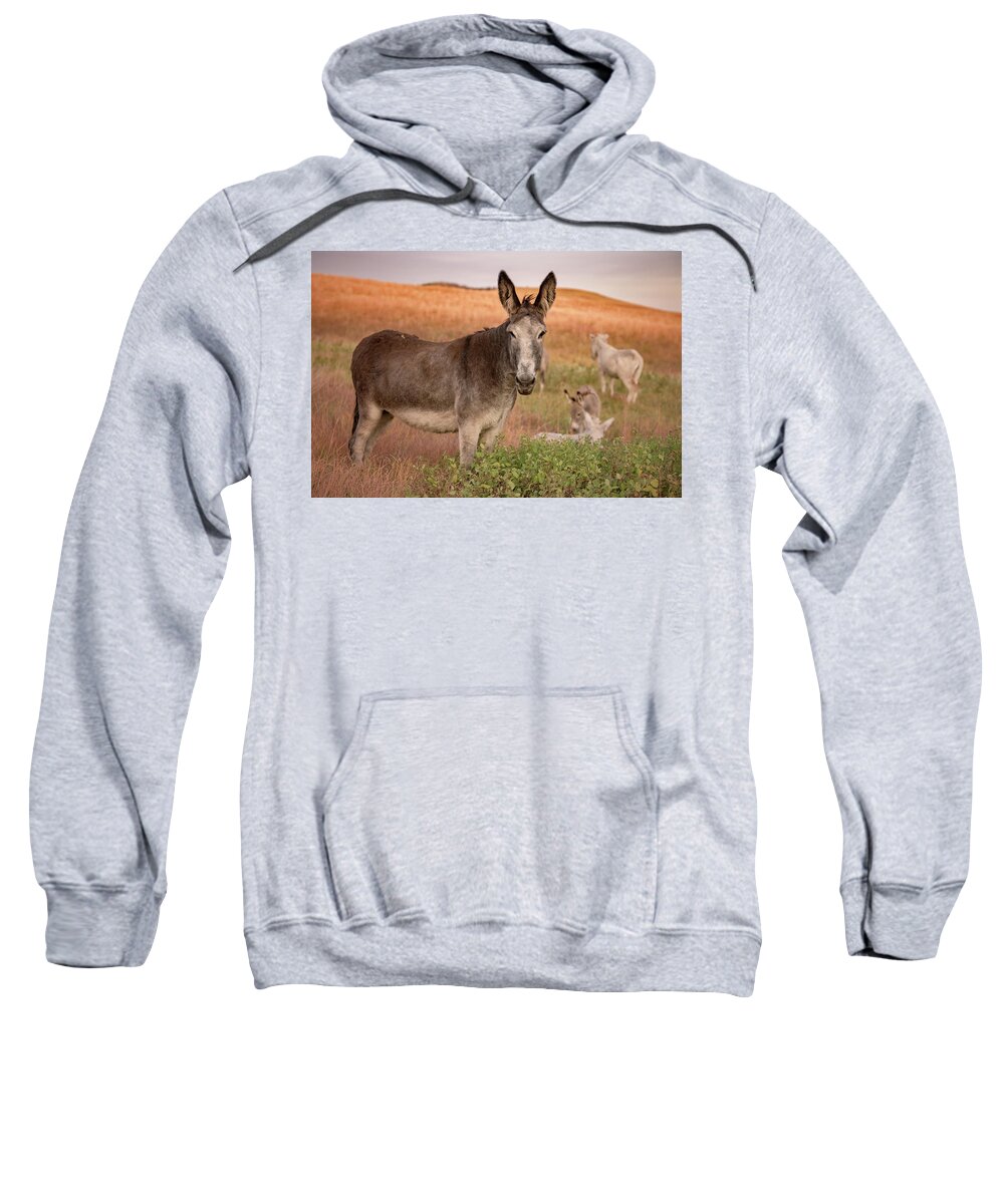 Burro Sweatshirt featuring the photograph Wild Burros by Jen Britton