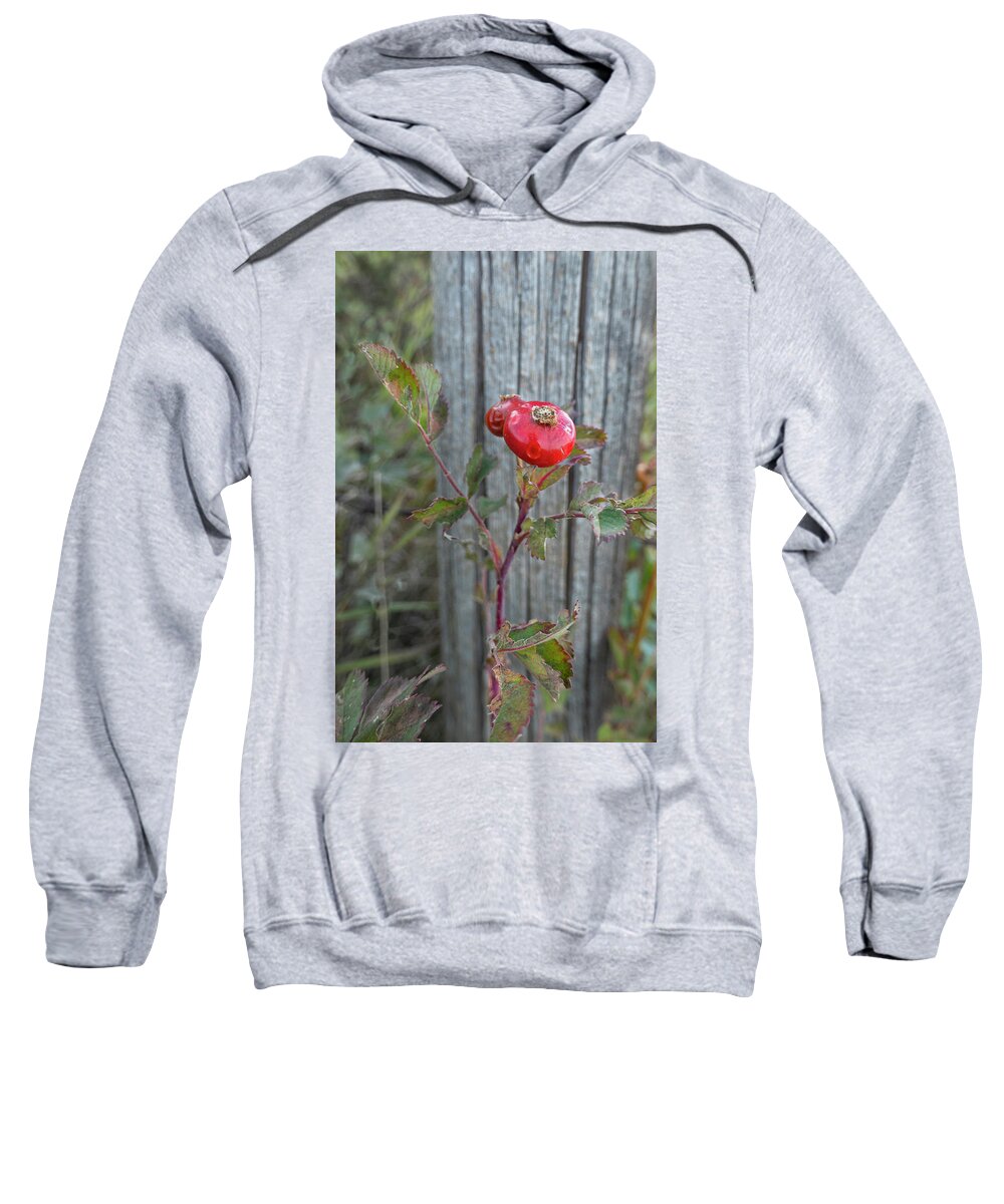 Rose Sweatshirt featuring the photograph Wild Rose Hips And Fence Post by Karen Rispin