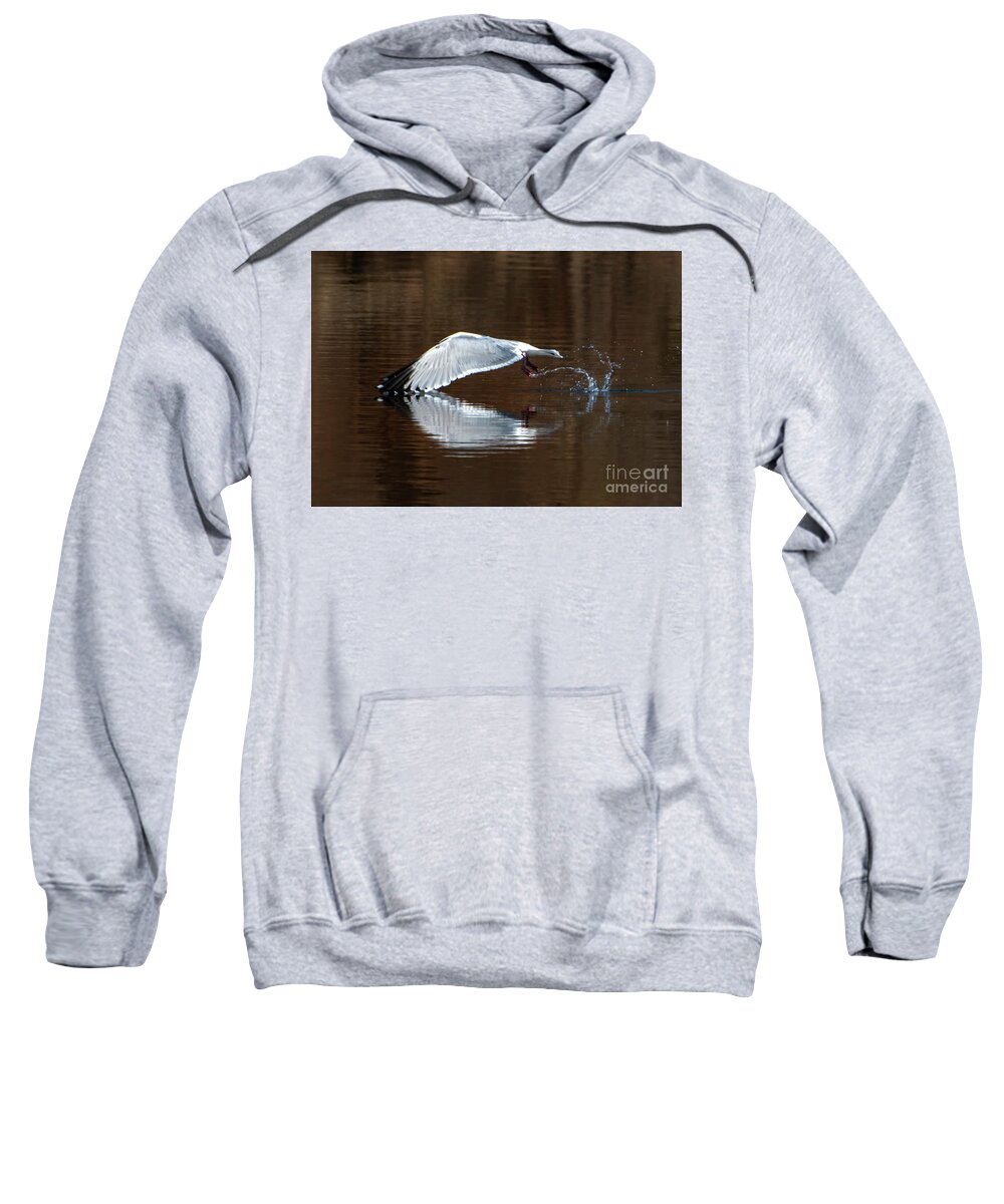 Wings Touching Sweatshirt featuring the photograph Wings Touching in Water Reflection of Bird by Sandra J's