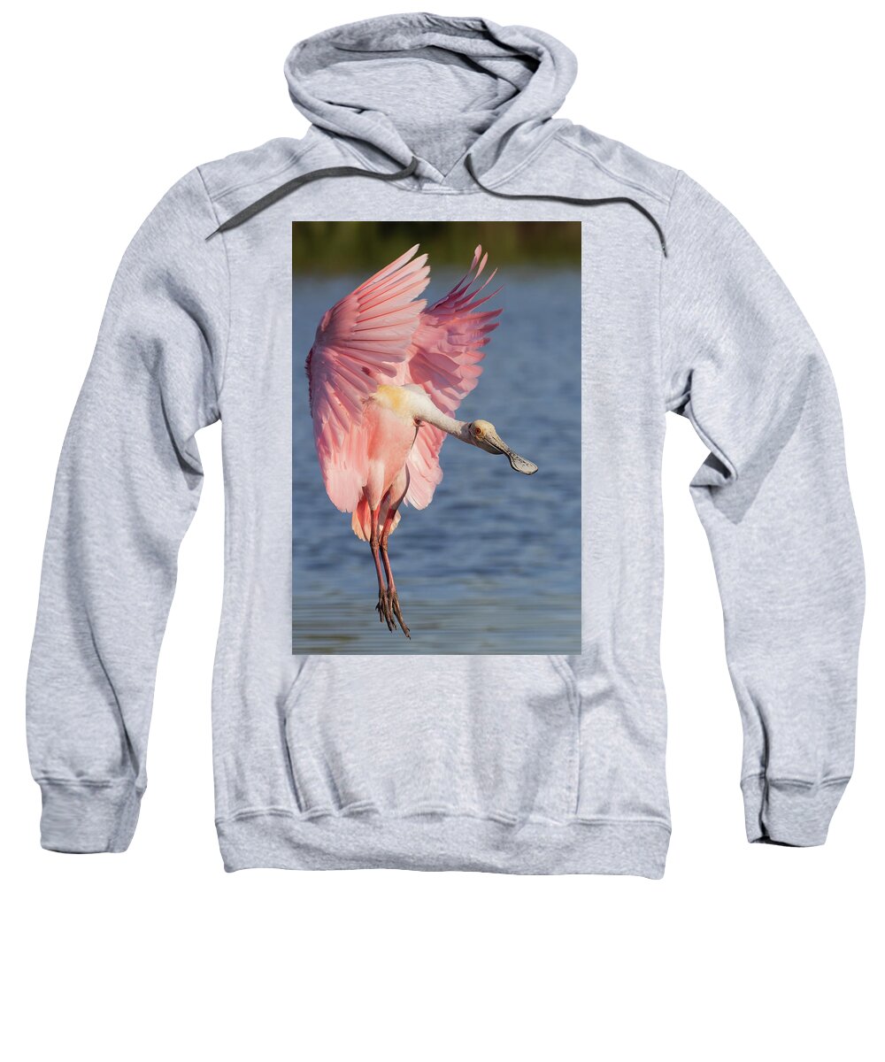 Roseate Spoonbill Sweatshirt featuring the photograph Wings up, neck out by RD Allen