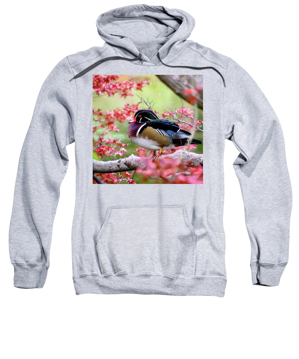 Duck Sweatshirt featuring the photograph Wood Duck by Pam Rendall