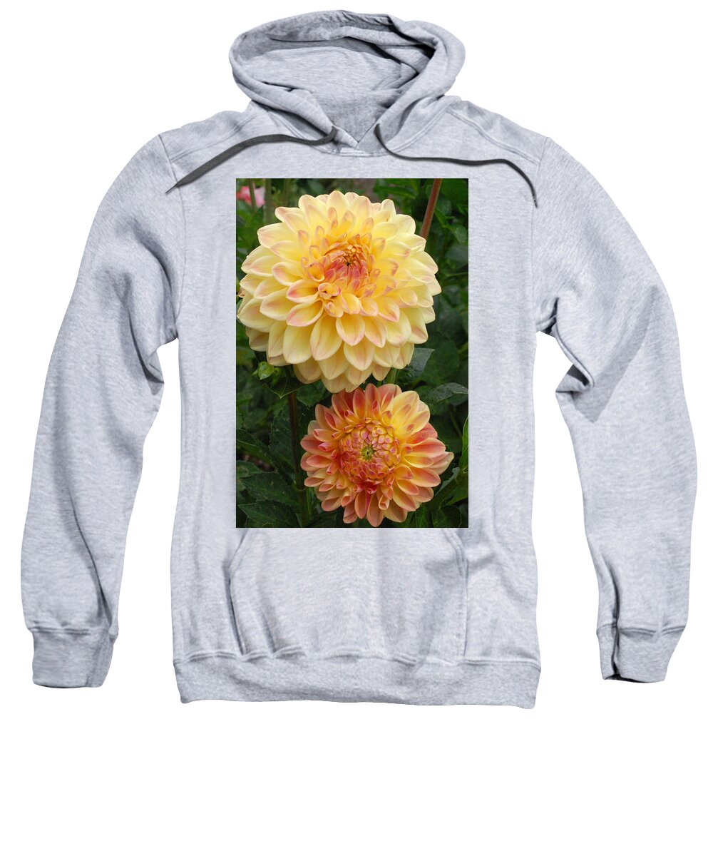 Dahlia Sweatshirt featuring the photograph Yellow and Orange Dahlias 2 by Amy Fose