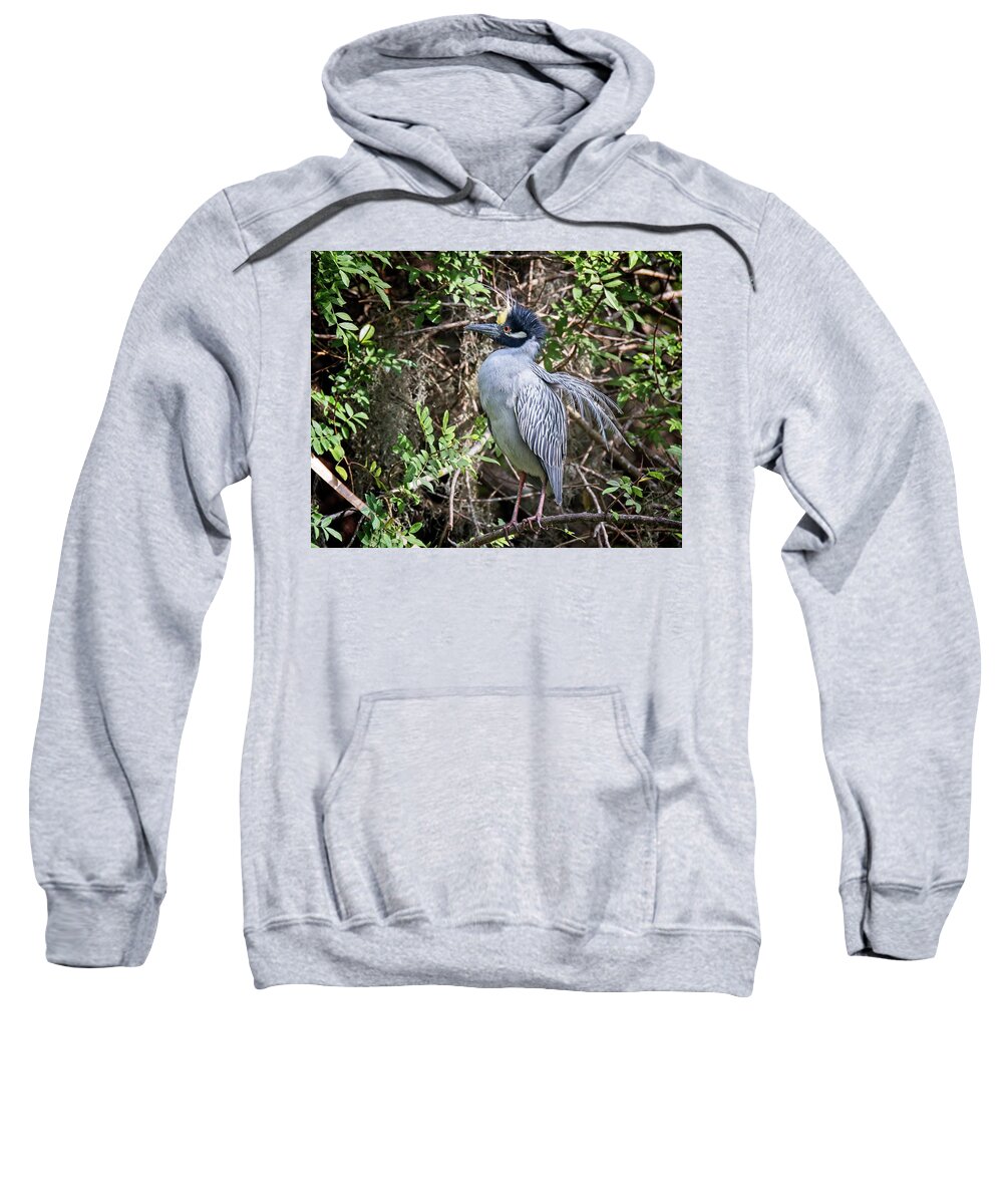  Sweatshirt featuring the photograph Yellow-crowned Night Heron during mating season by Ronald Lutz