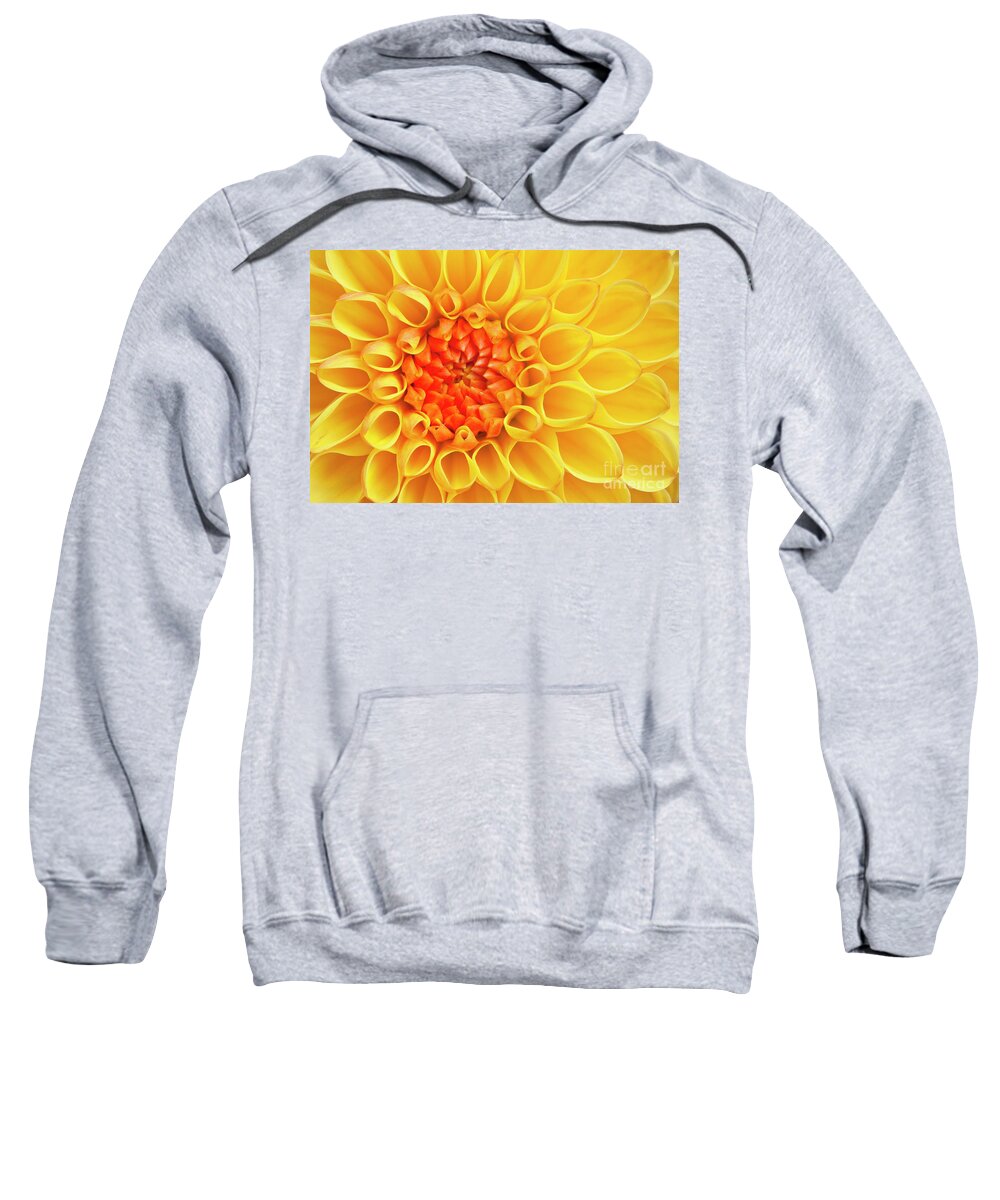 Yellow Flower Sweatshirt featuring the photograph Yellow Dahlia flower head by Neale And Judith Clark