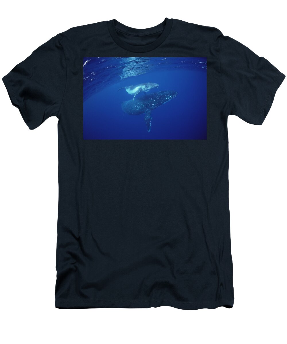 Feb0514 T-Shirt featuring the photograph Humpback Whale Mother And Calf Tonga by Flip Nicklin