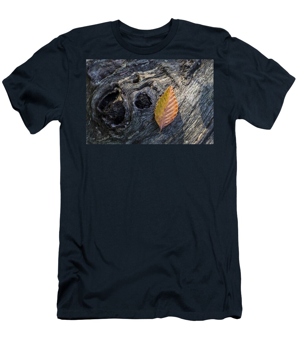 Andrew Pacheco T-Shirt featuring the photograph American Beech Leaf by Andrew Pacheco
