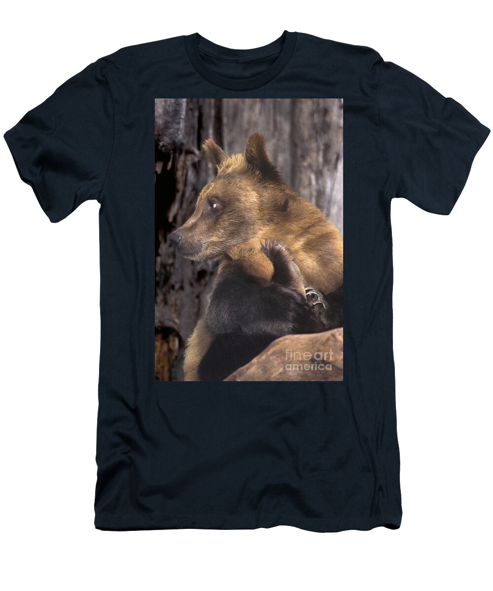 Brown Bear T-Shirt featuring the photograph Brown Bear Tackles an Itchy Foot Endangered Species Wildlife Rescue by Dave Welling
