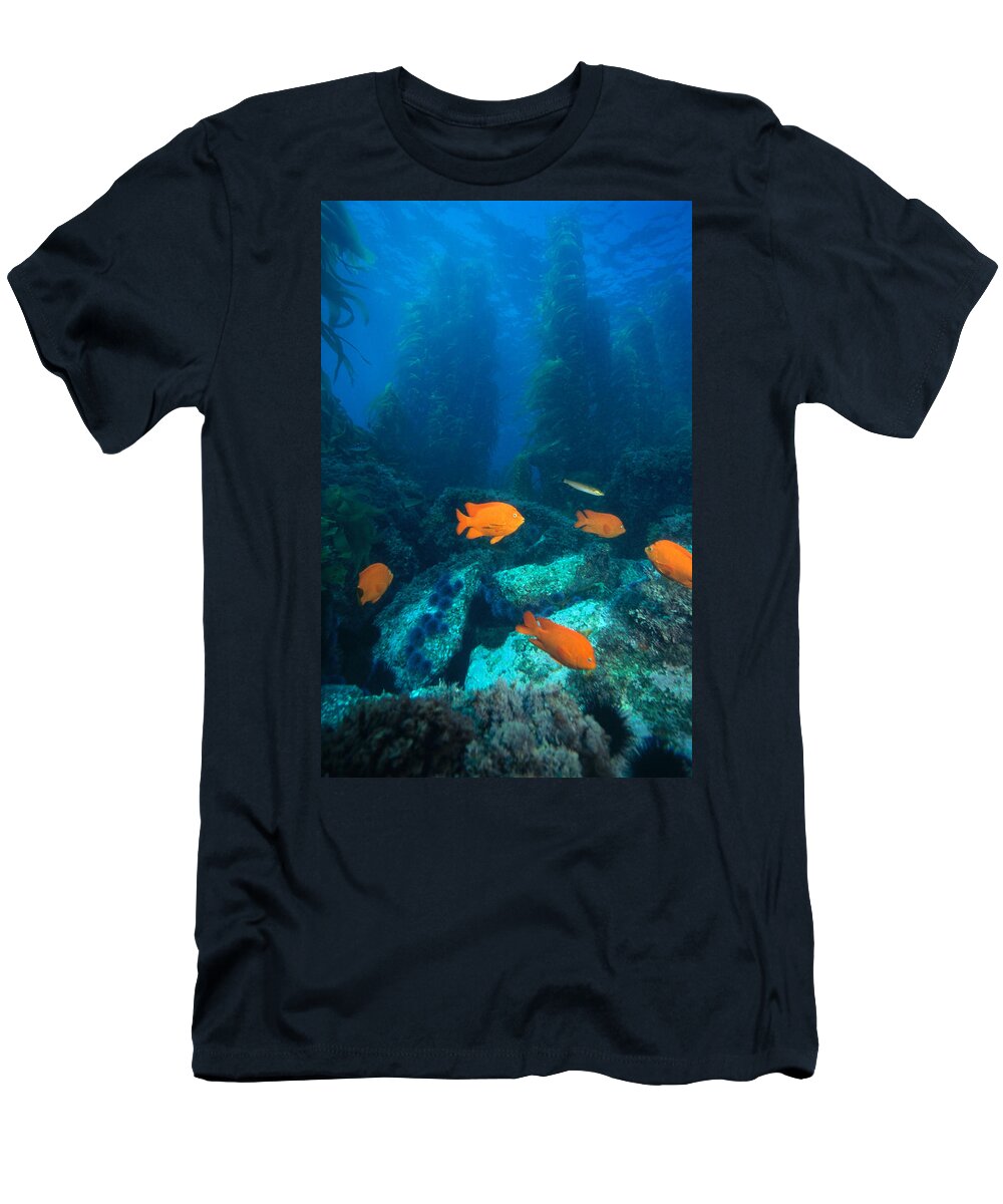 Algae T-Shirt featuring the photograph Garibaldis In Kelp Forest by Greg Ochocki