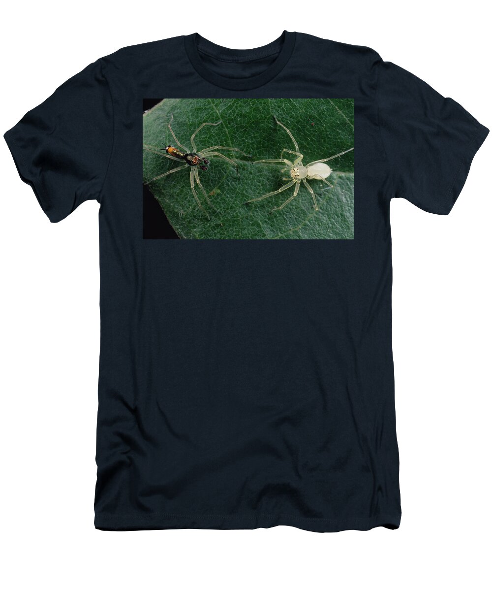 Feb0514 T-Shirt featuring the photograph Jumping Spider Colorful Male And Pale by Mark Moffett