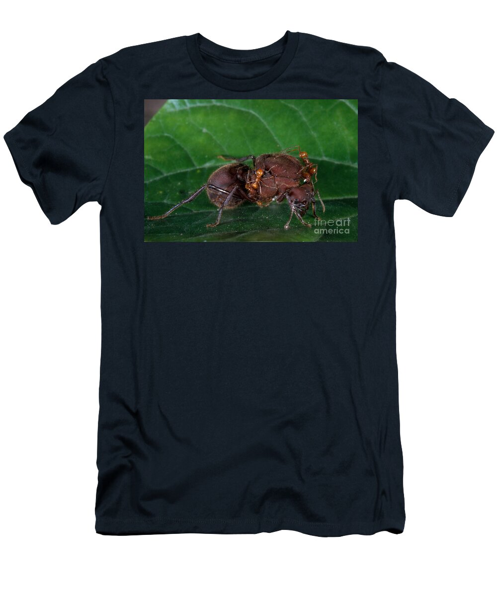 Leafcutter Ant T-Shirt featuring the photograph Leafcutter Ant Queen by Gregory G. Dimijian, M.D.